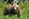 A bear in the yard