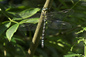 2007-07-11 Wallington Southern Hawker 01
