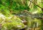 A beautiful old growth forest scene