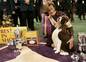American Kennel Club