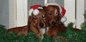 Both Dexter And Doxie