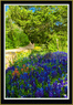 Brenham  Bluebonnets