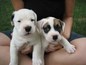 Bulldogs For Sale Puppies