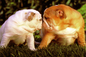 Bulldogs For Sale kiss