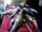 Catfish and a bass From Sewee Lake in Awendaw,SC