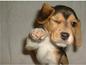 Cute Puppy