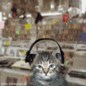 A Cool Cat.