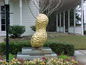 Dothan Golden Peanut