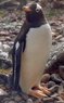 Falkland Islands