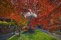 Fall in Tokyo