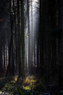 Forest of Gondor