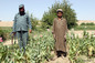 Helmand 1