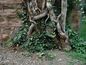 Ivy on Stanhope Hall