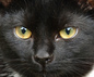 Lisa\'s gaze
