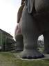 Lucy the Elephant