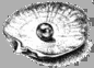 Manihiki Pearl Oyster