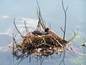Nest