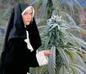 Nun Grass