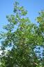 OAK TREE ON ISLAND