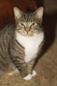 Pets For Sale Cats
