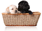 Puppy For Sale Basket