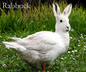 Rabbuck