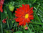 Red and Green