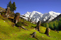 Roots (Mountain Nanga Perbat, Fairy Meadow, Pakist
