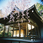 Sakura_at_TOKYO_#2