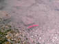 Sockeye Salmon