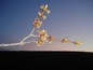 Spring Branch