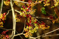 Spring Branches