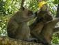 TArsier
