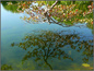 The Over Hanging Branch