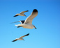 Three gulls over San Carlos Bay