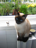 Two siamese cats - Két sziámi macska