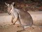 Wallaby