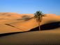 Lone Palm