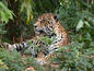 Wildlife: Jaguar