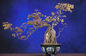 bonsai.com