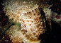 Cuttle fish, Bunaken