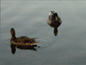 ducks