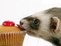 Ferret and cake wallpaper
