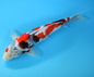 koi