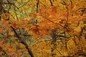 fall colors