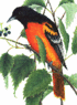 The bird the team is named after