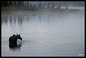 Moose in Wonder Lake