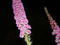 more foxglove