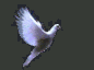 peace dove