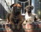 pets.com